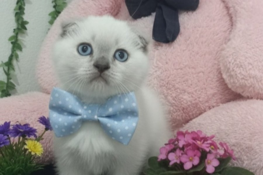 MAVİŞ GÖZLÜ TOP SURAT BEBEK TESLİME HAZIR 2