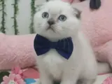 MAVİŞ GÖZLÜ TOP SURAT BEBEK TESLİME HAZIR