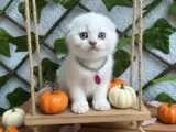 GÜZELLER GÜZELİM BİBLO SURAT DİŞİ BEBEK