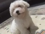 MALTESE TERRİER