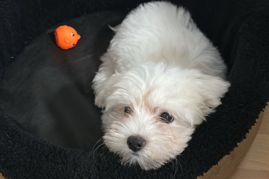MALTESE TERRİER 3