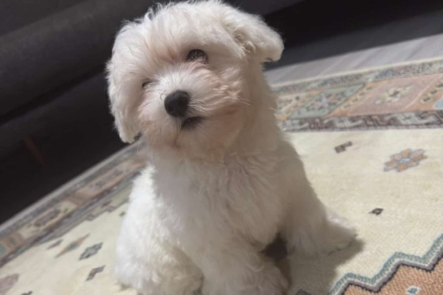 MALTESE TERRİER 1