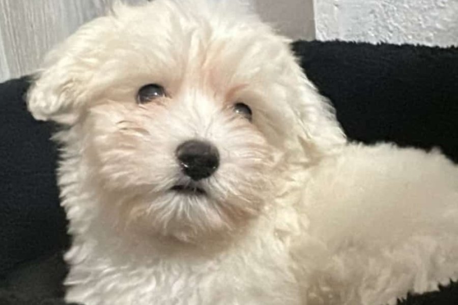 MALTESE TERRİER 2