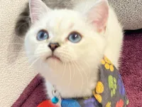 MAVİ GÖZLÜ LEO, BRİTİSH SHORTAİR