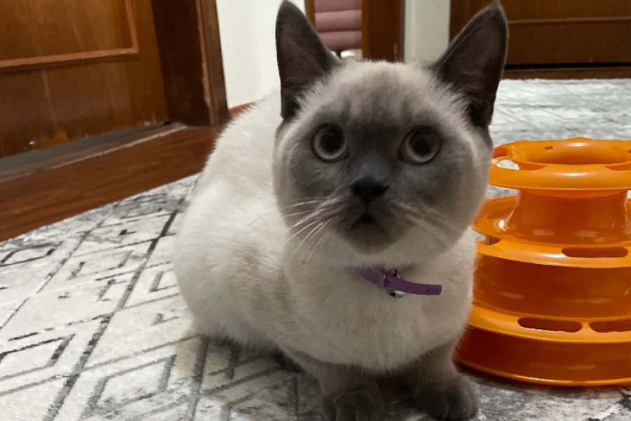 Sevimli British Shorthair Yavrumuza Yeni Yuva Arıyoruz 2