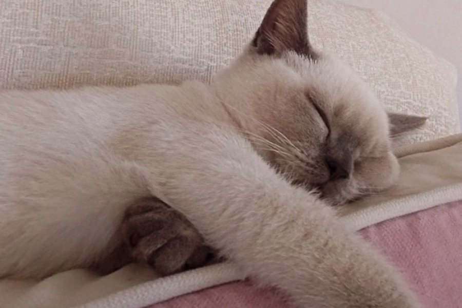 Sevimli British Shorthair Yavrumuza Yeni Yuva Arıyoruz 3