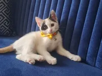 Evinize Neşe getirecek yavrucuk