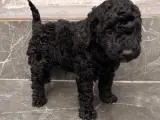 Toy poodle