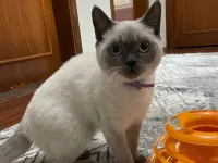 Sevimli British Shorthair Yavrumuza Yeni Yuva Arıyoruz