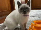 Sevimli British Shorthair Yavrumuza Yeni Yuva Arıyoruz