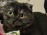 Scottish Fold 5 Yaşında Dişi. Ücretsiz sahiplendirme