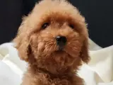 Sağlık garantili toy dişi yavrumuz