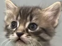 Merkalı sevecen Leo kedimiz sicak bir yuva arıyor.