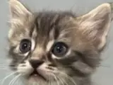 Merkalı sevecen Leo kedimiz sicak bir yuva arıyor.