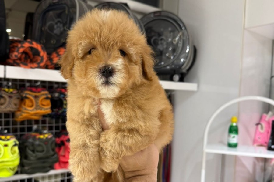 Sevimli ve Enerjik Toy Poodle Yavrumuz 3