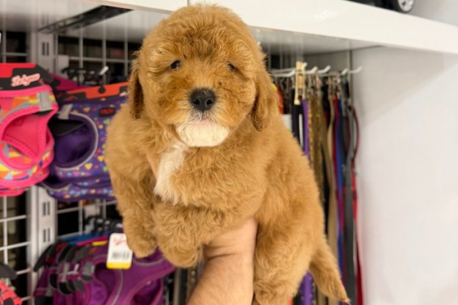 Sevimli ve Enerjik Toy Poodle Yavrumuz 2