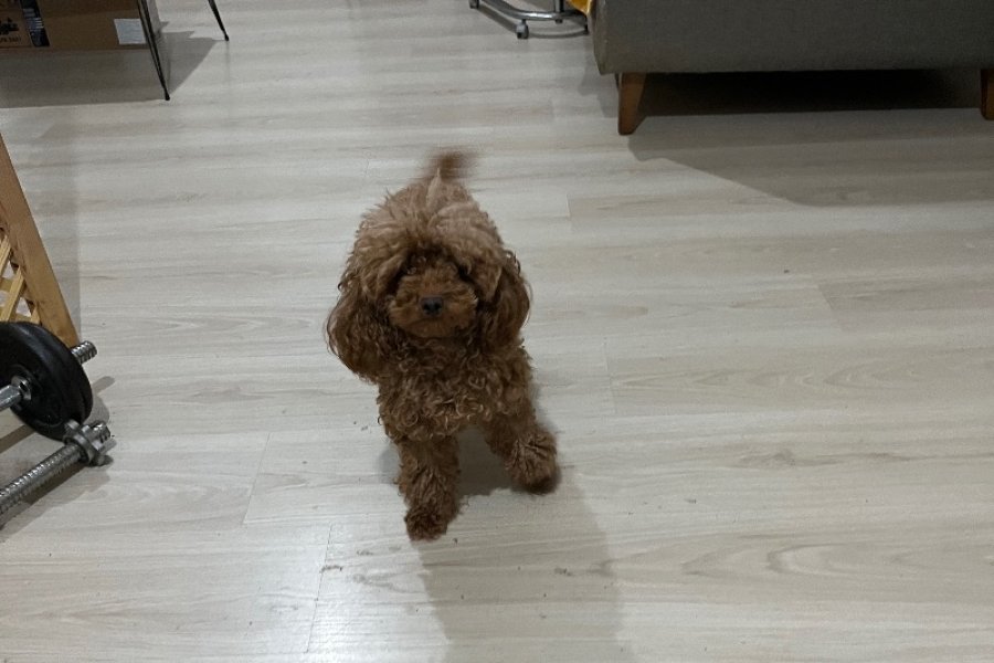 Çok Tatlı Kısırlaştırılmış Dişi Toy Poodle 2