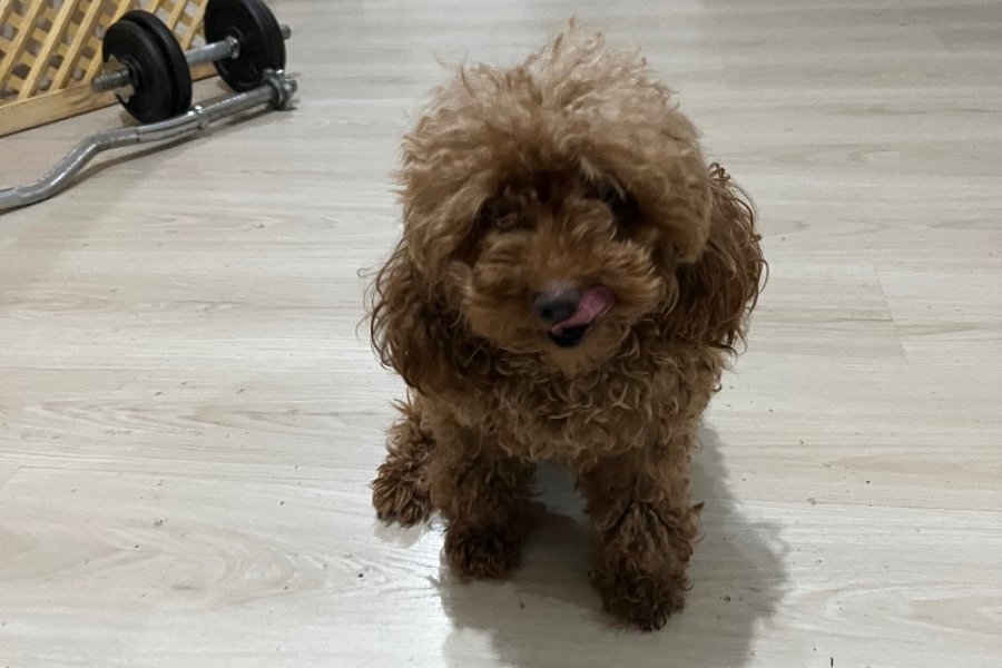 Çok Tatlı Kısırlaştırılmış Dişi Toy Poodle 3
