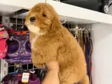 Sevimli ve Enerjik Toy Poodle Yavrumuz