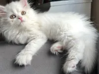 Pamuk