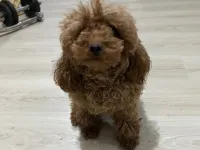 Çok Tatlı Kısırlaştırılmış Dişi Toy Poodle