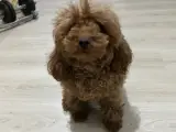 Çok Tatlı Kısırlaştırılmış Dişi Toy Poodle