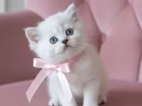 DİŞİ VE ERKEK SAĞLIKLI KALİTELİ BEBEKLERİM