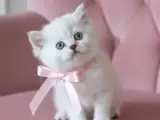 DİŞİ VE ERKEK SAĞLIKLI KALİTELİ BEBEKLERİM