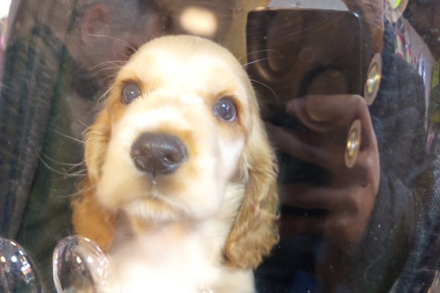 American cocker tam ev köpeği 3