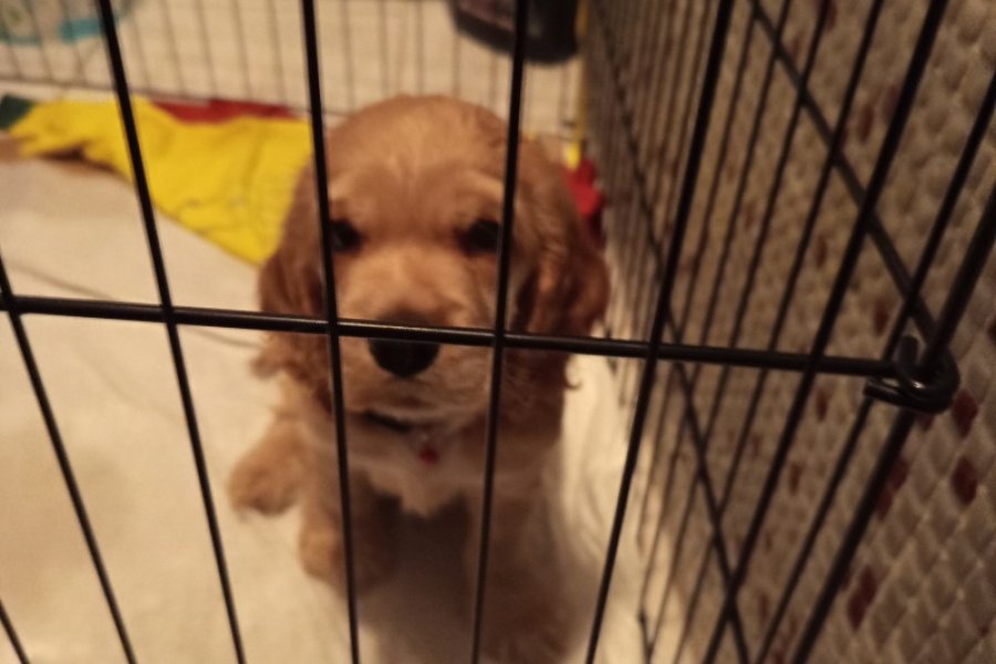 American cocker tam ev köpeği 2