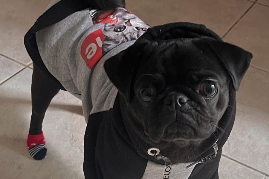 Pug sahiplendirme 2