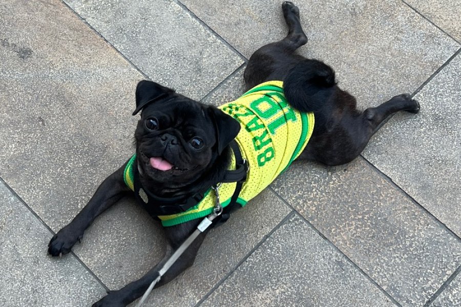 Pug sahiplendirme 3