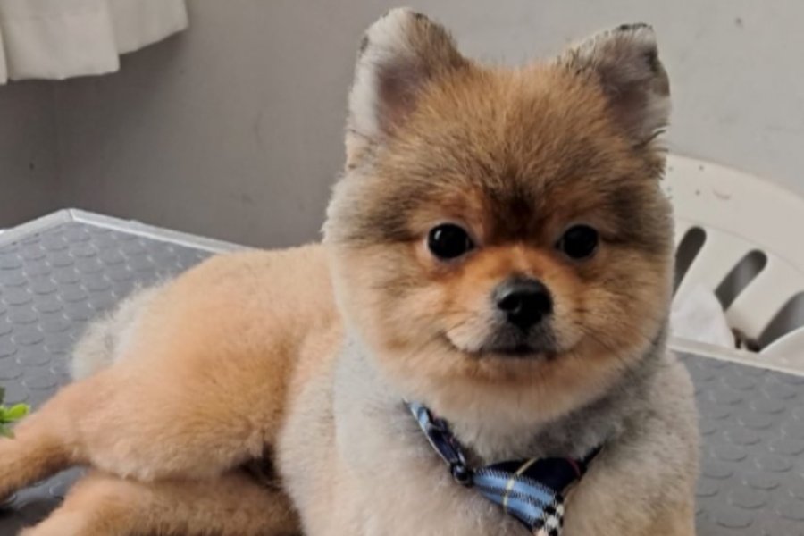 Safkan Enerjik Pomeranian Yavrumuz Bobi 2