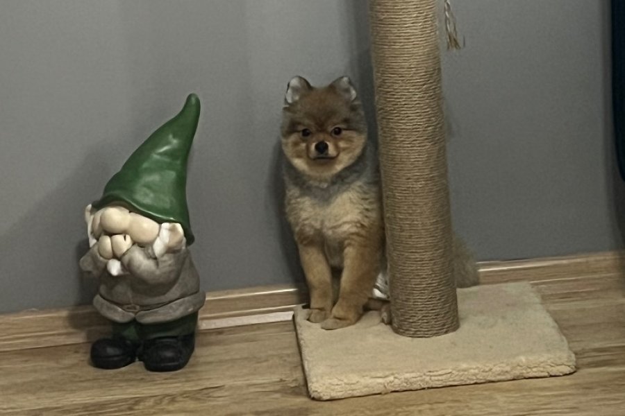 Safkan Enerjik Pomeranian Yavrumuz Bobi 1