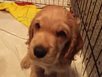 American cocker tam ev köpeği