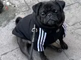 Pug sahiplendirme