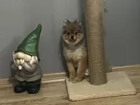 Safkan Enerjik Pomeranian Yavrumuz Bobi