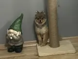Safkan Enerjik Pomeranian Yavrumuz Bobi