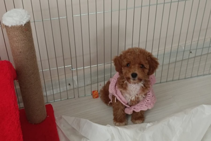 Sevimli Toy Poodle Yavrumuz Yeni Yuvayı Arıyor 3