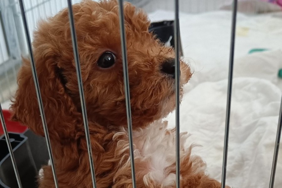 Sevimli Toy Poodle Yavrumuz Yeni Yuvayı Arıyor 2