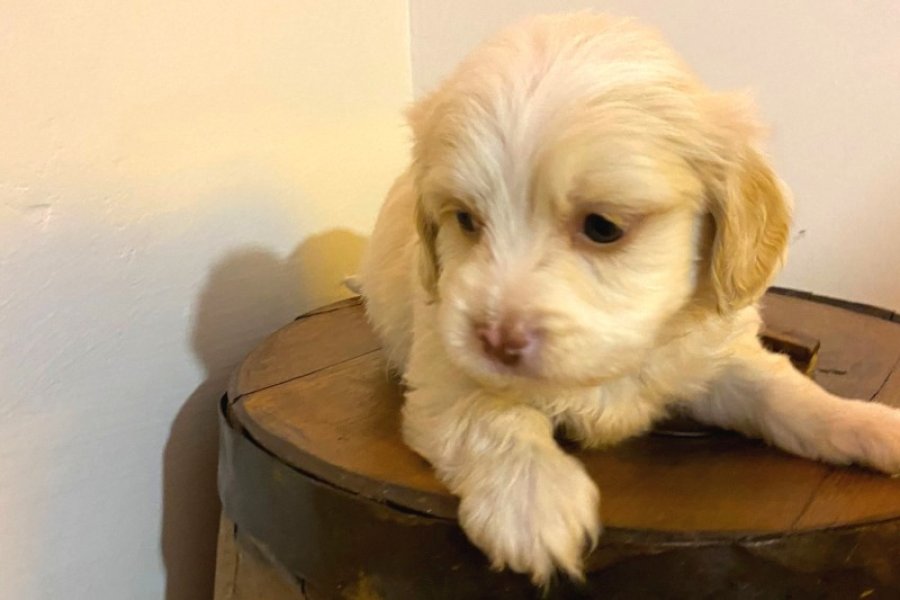 Sevimli Safkan Maltipoo Yavrumuz 2