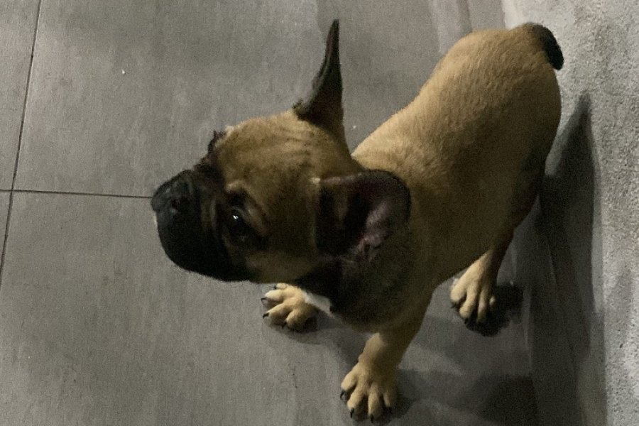 French buldog 3