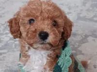 Sevimli Toy Poodle Yavrumuz Yeni Yuvayı Arıyor