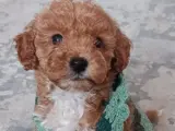 Sevimli Toy Poodle Yavrumuz Yeni Yuvayı Arıyor