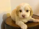 Sevimli Safkan Maltipoo Yavrumuz