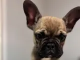 French buldog