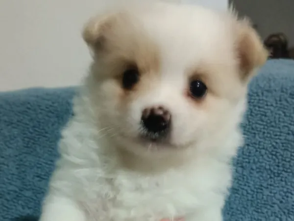 Spitz pomerian yavrular aile evinden
