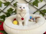 KARBEYAZI BONCUK GÖZLÜ DİŞİ BRİTİSH BEBEK