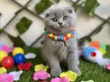 KALİTELİ TOP SURAT DİŞİ SCOTTİSH YAVRUMUZ
