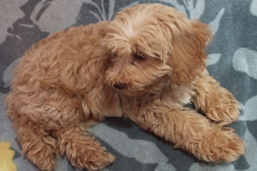 Maltipoo Yavru 2